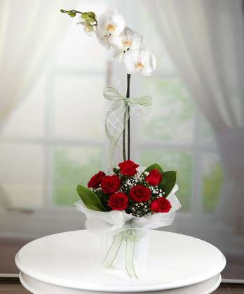 Beyaz Orkide ve Kırmızı Güller 