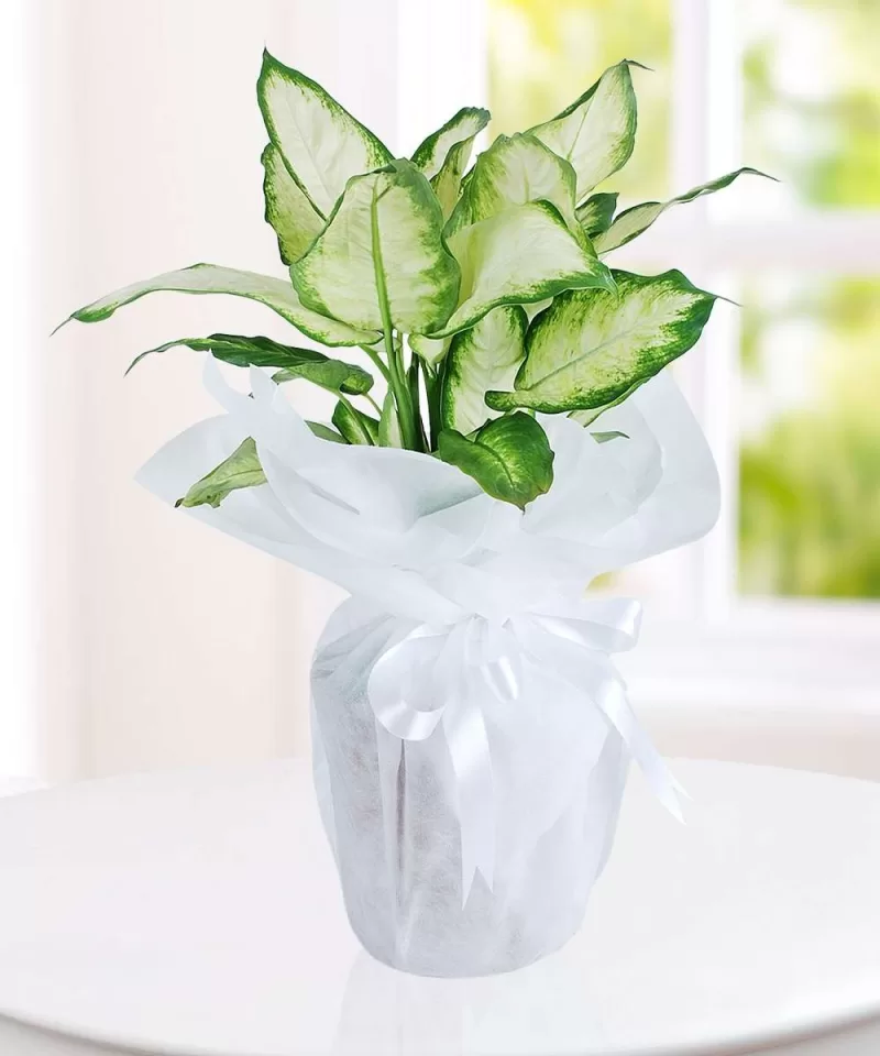 Dieffenbachia Camilla