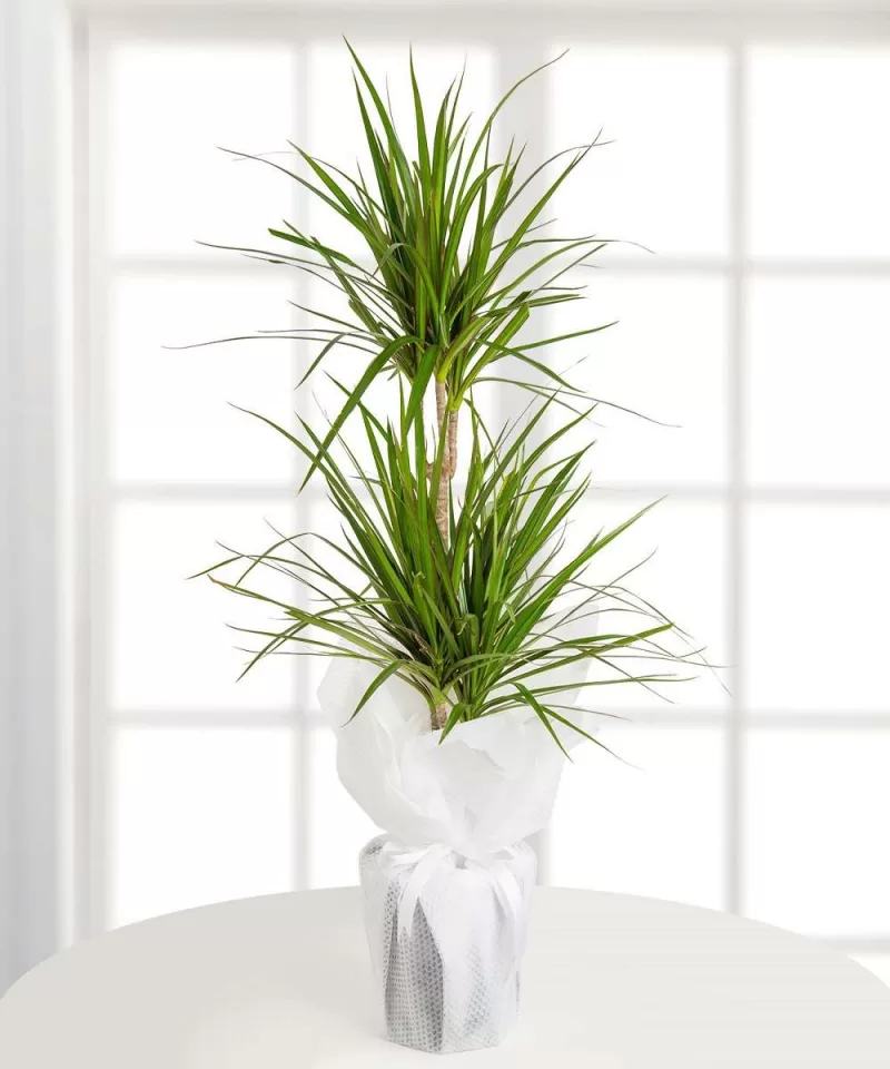 Marginata Dracena İkili